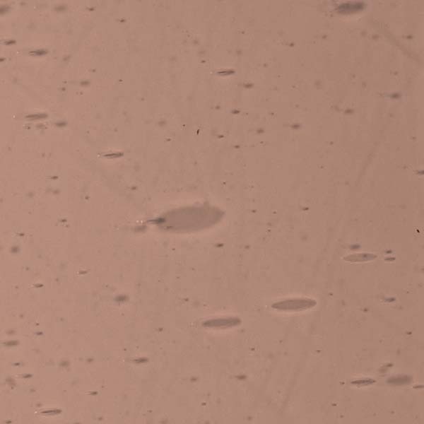 LAMBERTS 3773xx LAMBERTS 3773xx