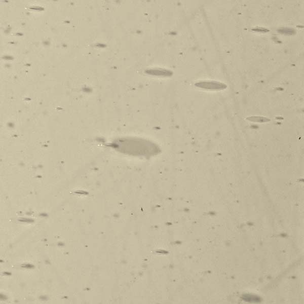 LAMBERTS 569xx LAMBERTS 569xx