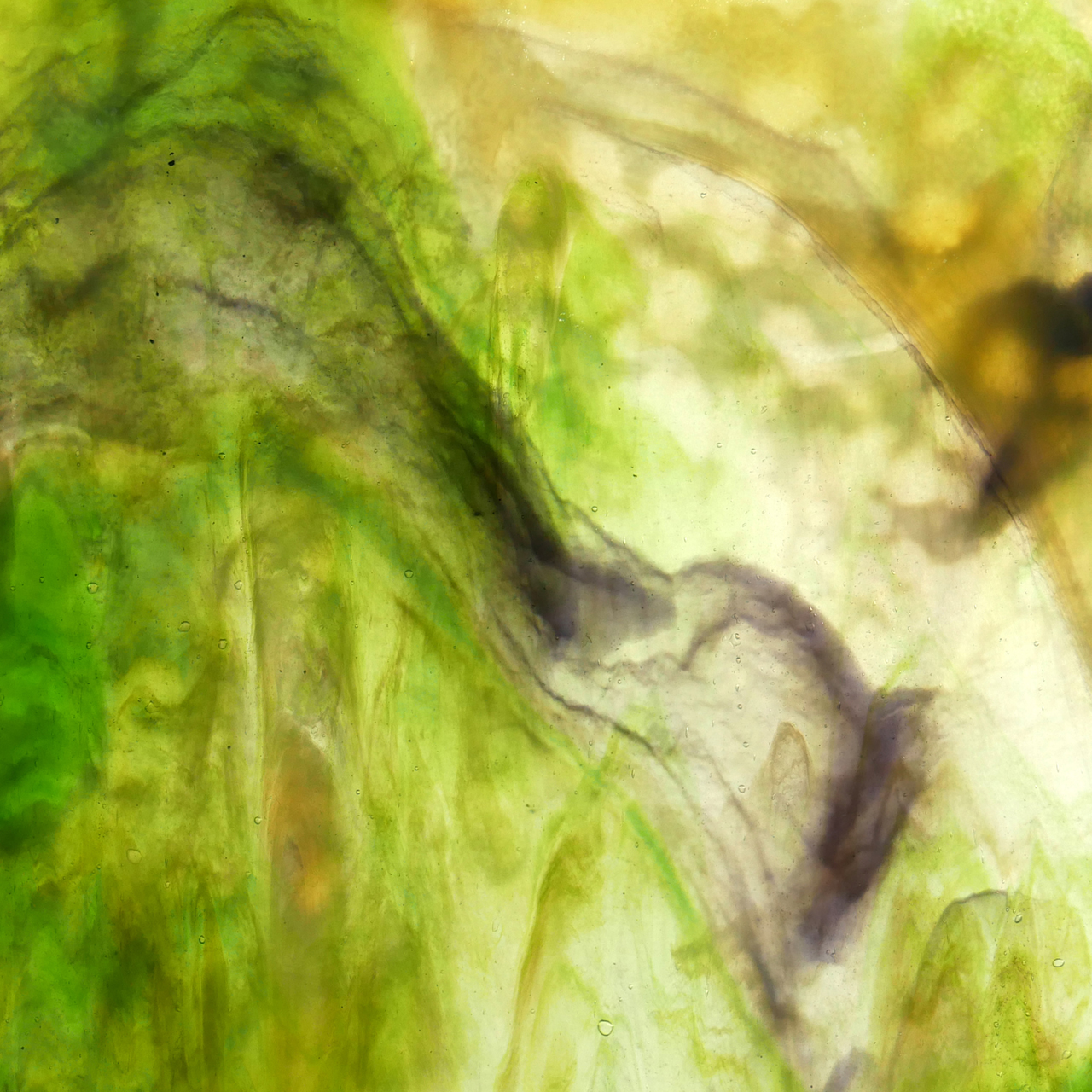 YOUGHIOGHENY Landscape SP YOUGHIOGHENY Landscape SP