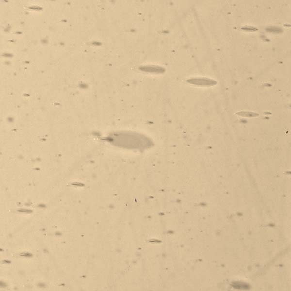 LAMBERTS 2062xx LAMBERTS 2062xx