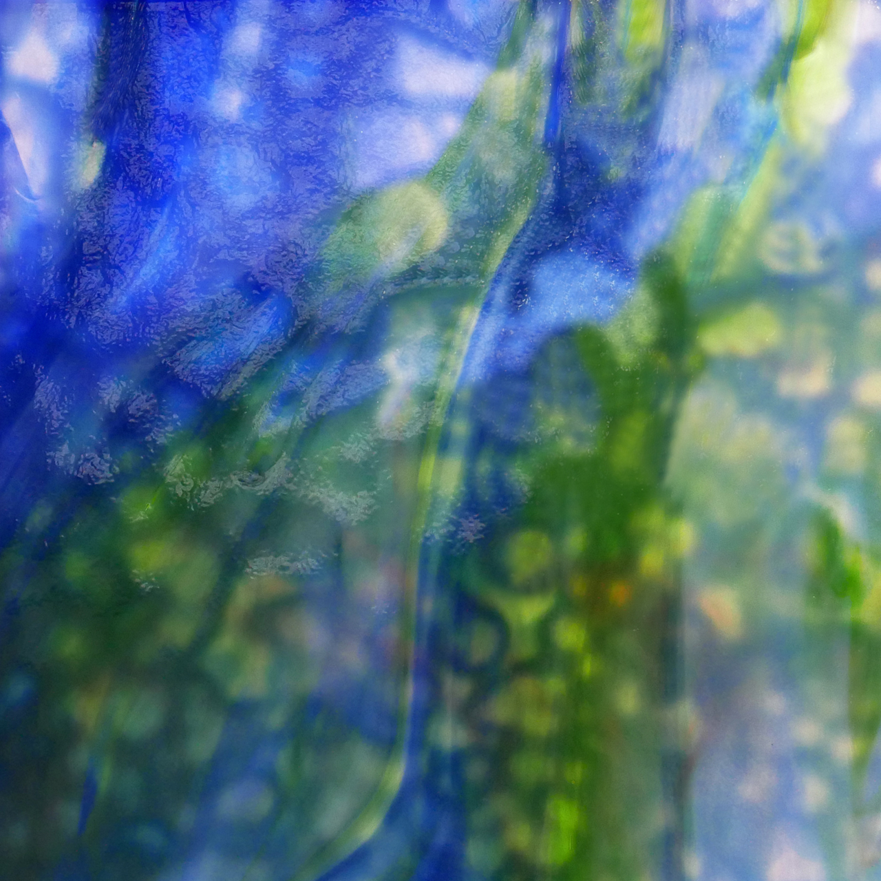 YOUGHIOGHENY Wisteria C YOUGHIOGHENY Wisteria C