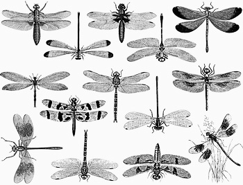 Fusing Decal Libelle Silber Fusing Decal Libelle Silber