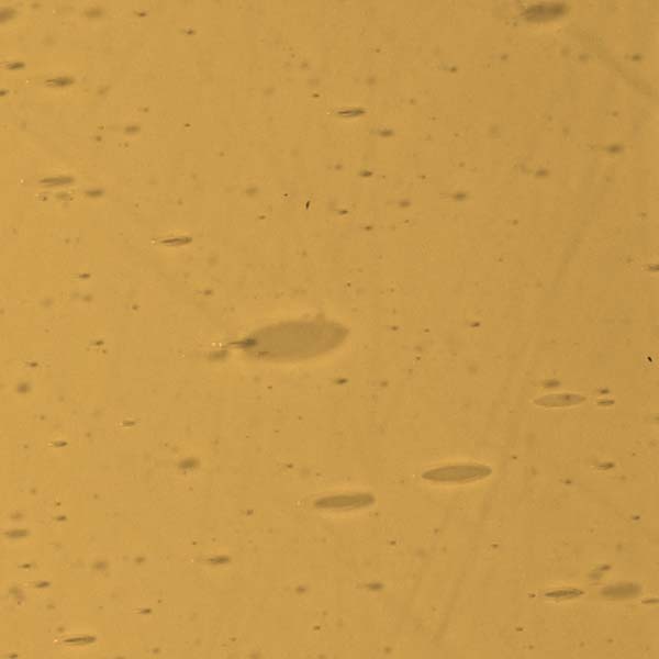 LAMBERTS 1945xx LAMBERTS 1945xx