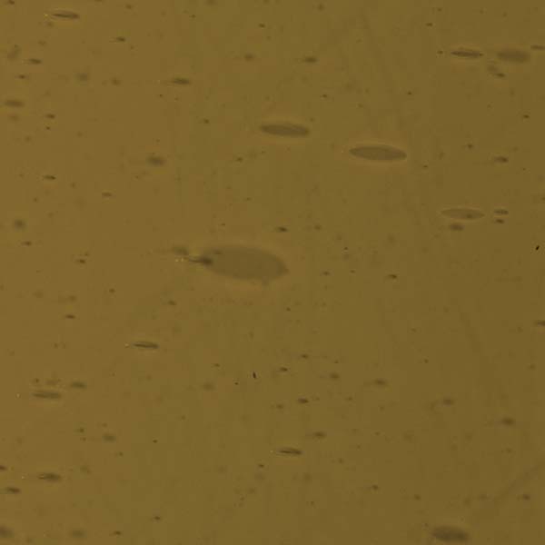 LAMBERTS 2027xh LAMBERTS 2027xh