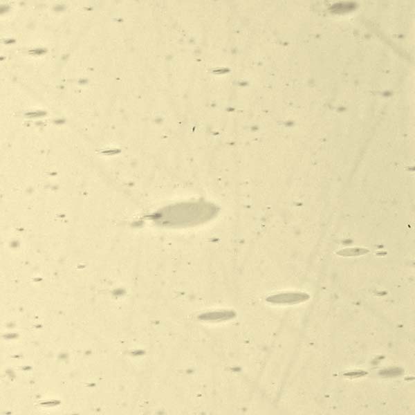 LAMBERTS 2643xx LAMBERTS 2643xx