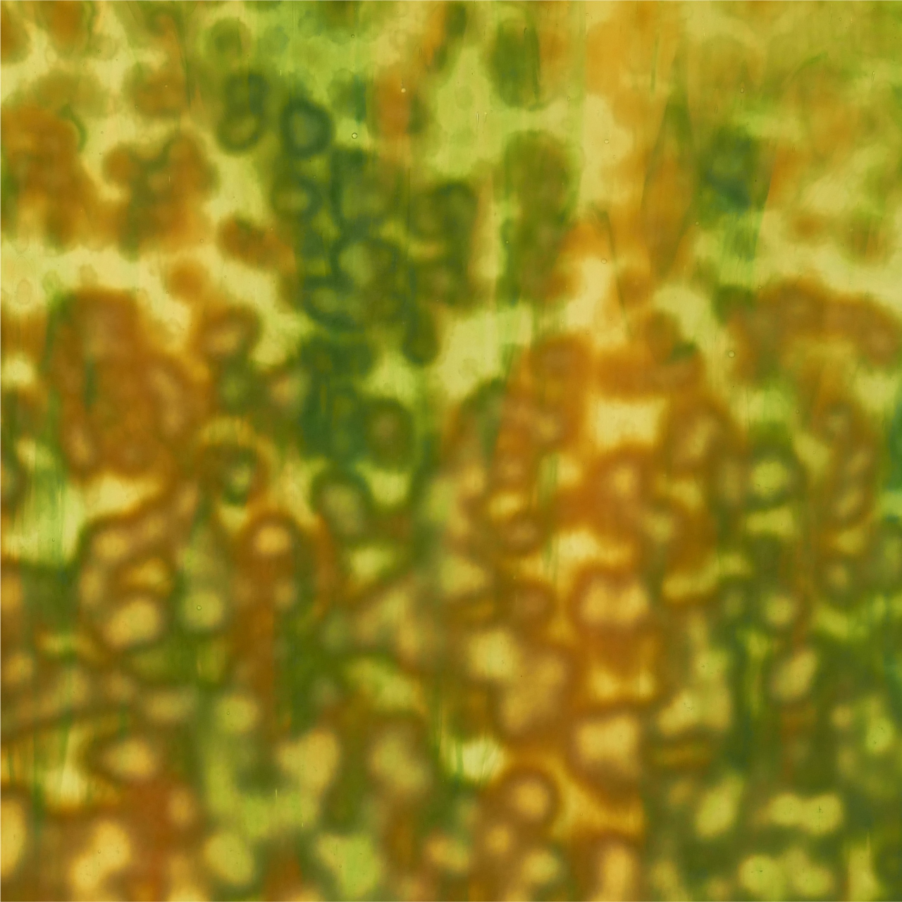 YOUGHIOGHENY Laburnum C YOUGHIOGHENY Laburnum C