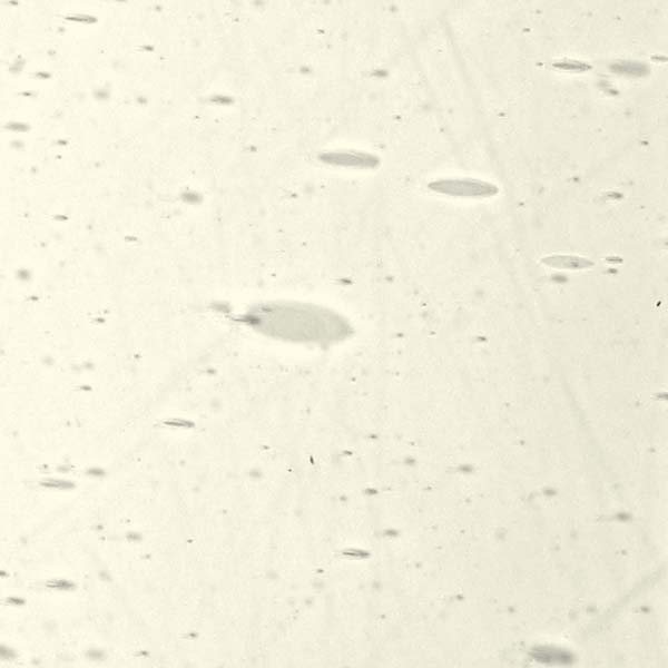 LAMBERTS 33xx LAMBERTS 33xx