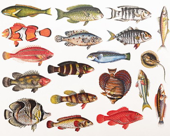 Fusing Decal Fisch Nr. 2 Fusing Decal Fisch Nr. 2