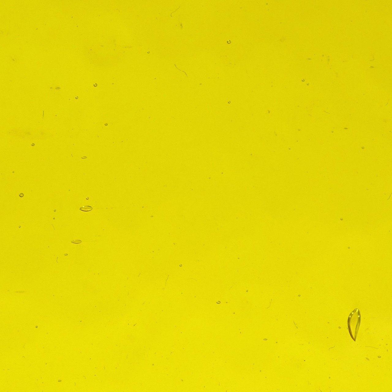 WISSMACH 31 Corella Classic WISSMACH 31 Corella Classic