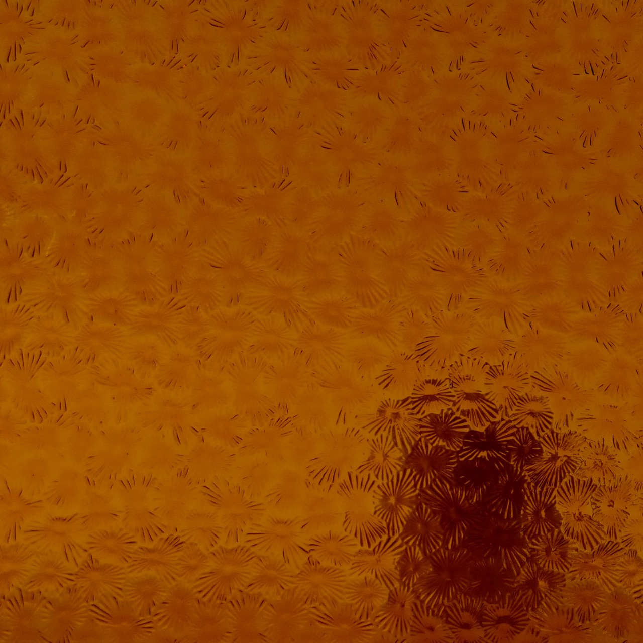 WISSMACH 310 Florentine WISSMACH 310 Florentine