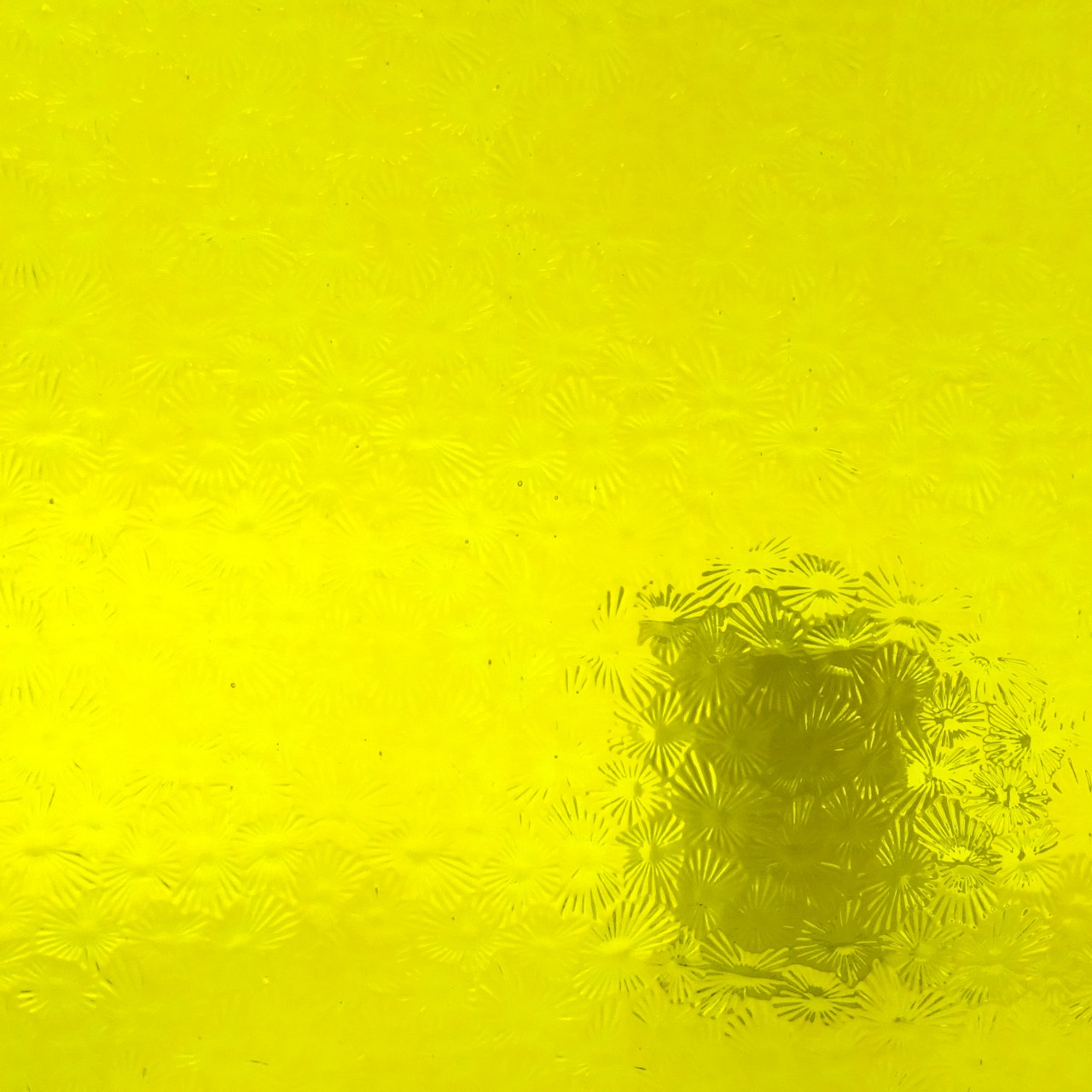 WISSMACH 31 Florentine WISSMACH 31 Florentine